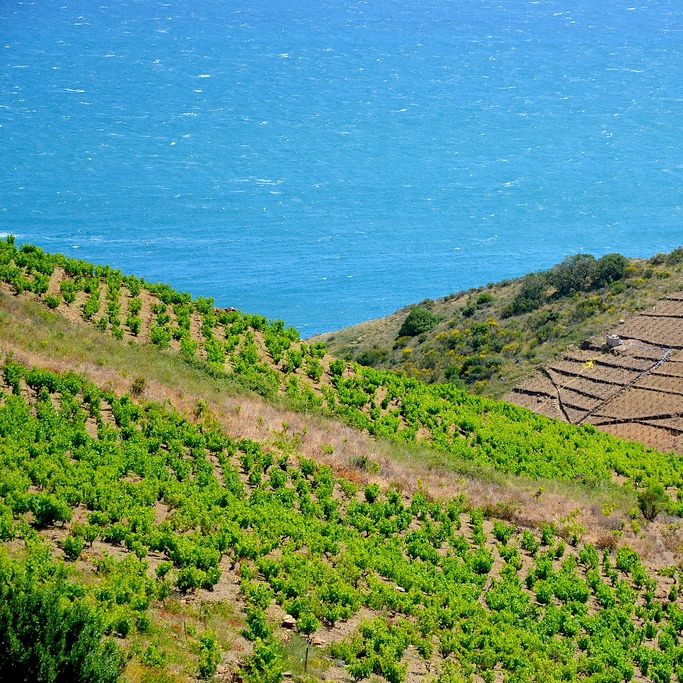vignes